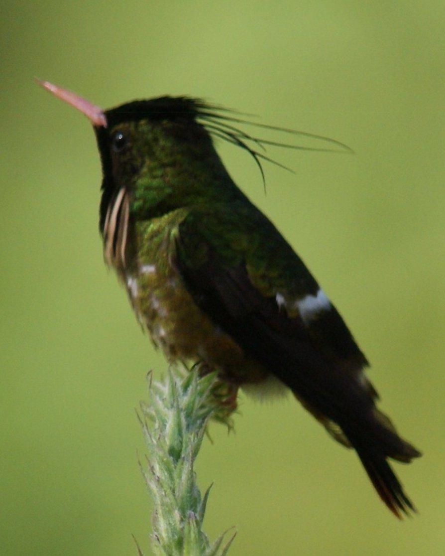 Black-crested Coquette Photo by Robin Oxley