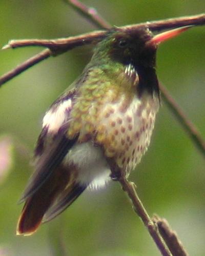 Black-crested Coquette Photo by Jeff Gerbracht