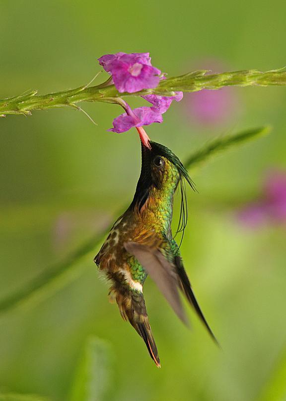 Black-crested Coquette Photo by Jim Burns