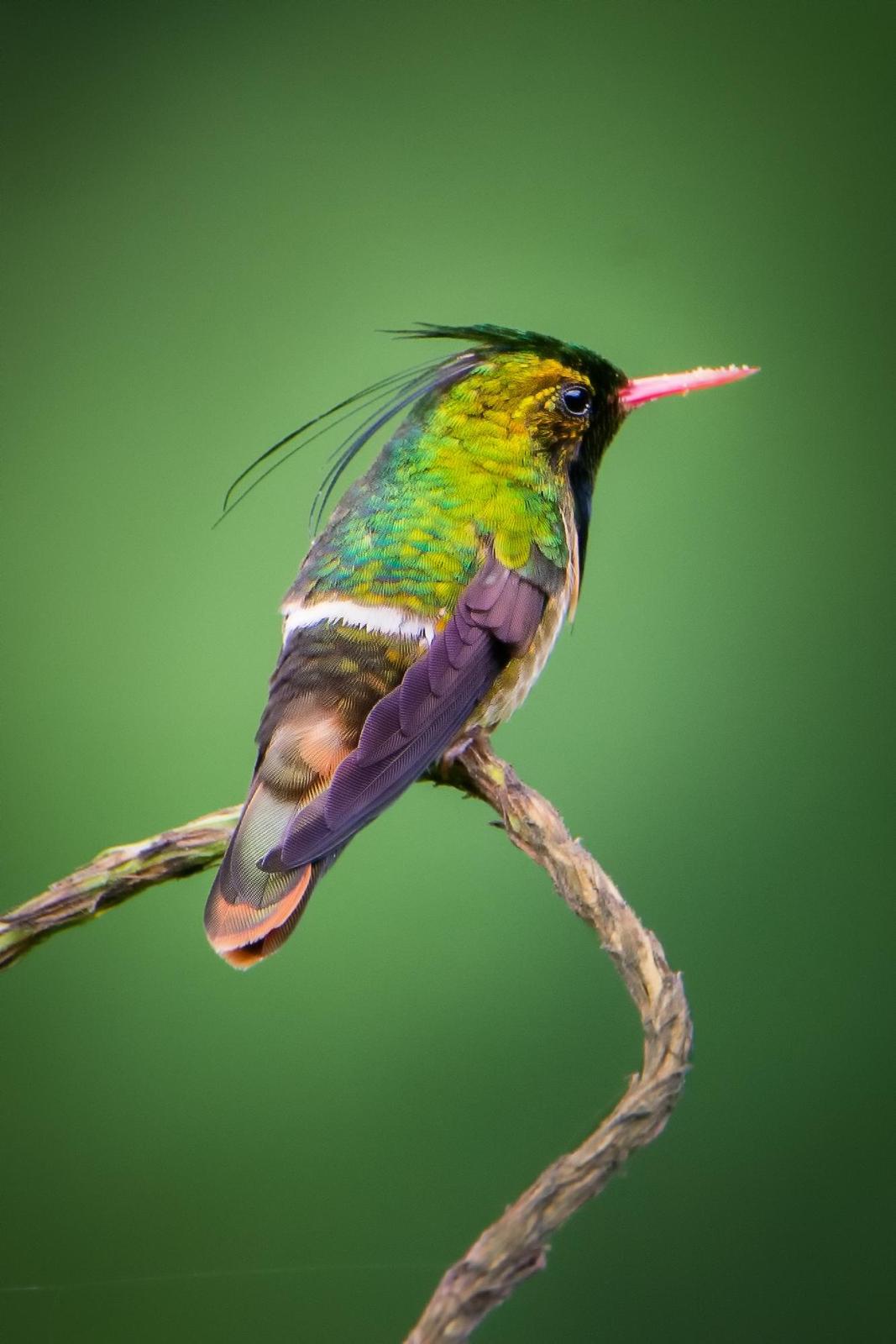 Black-crested Coquette Photo by Laurence Pellegrini