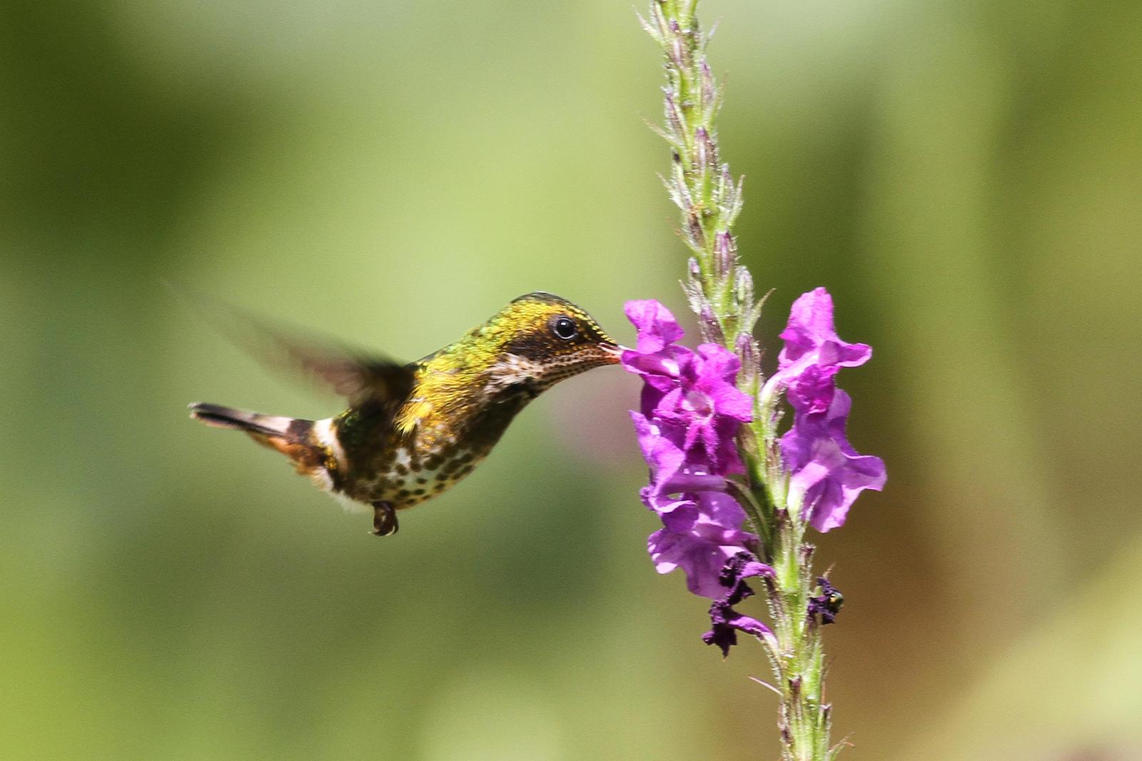 Black-crested Coquette Photo by Lauren Shaffer