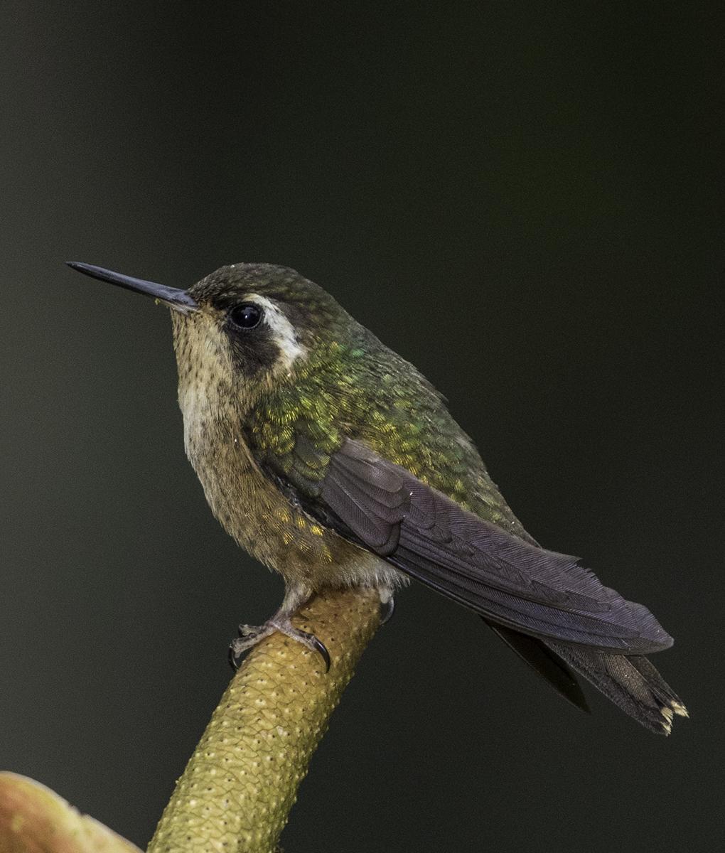 Speckled Hummingbird Photo by William Ervin