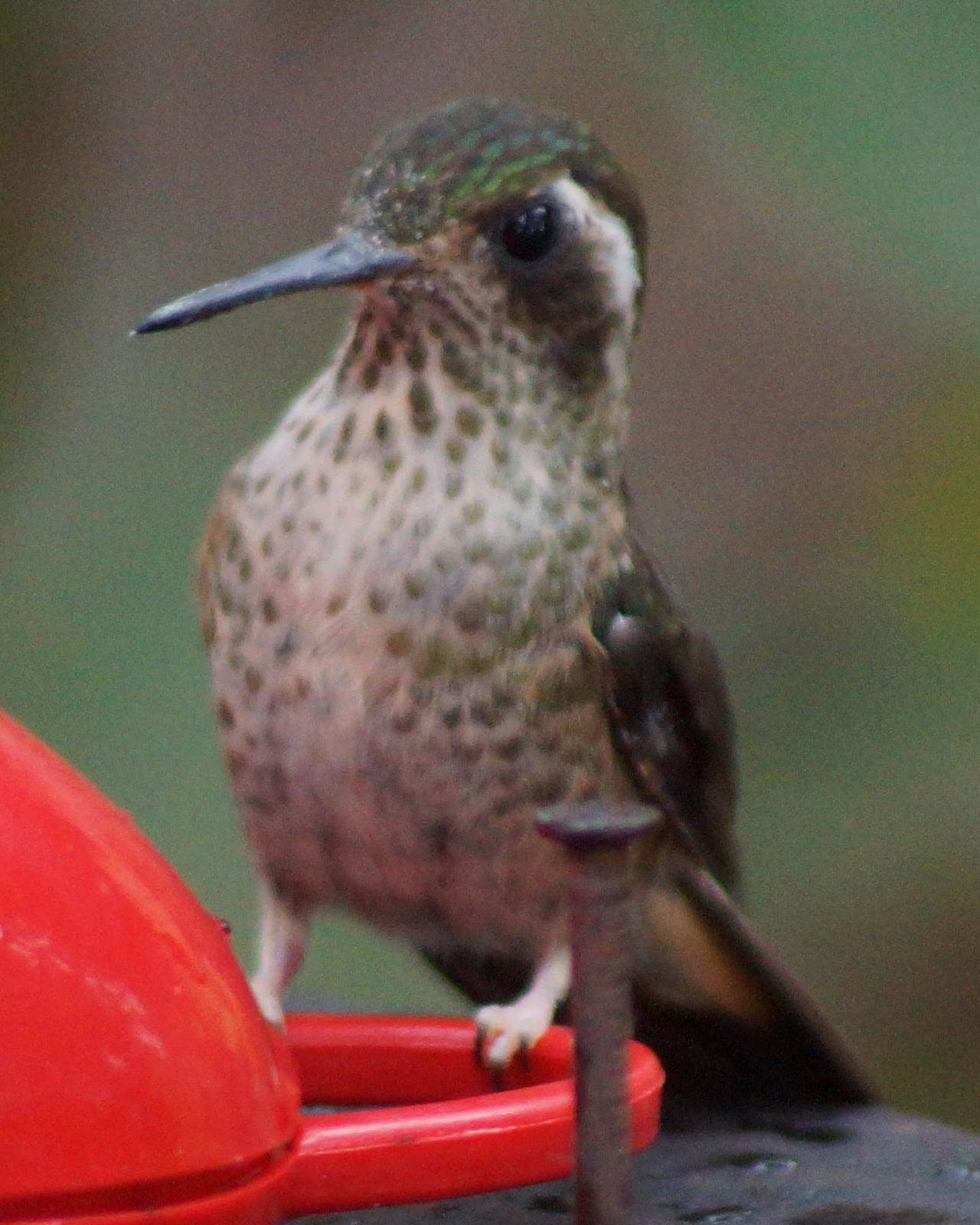 Speckled Hummingbird Photo by Robin Oxley