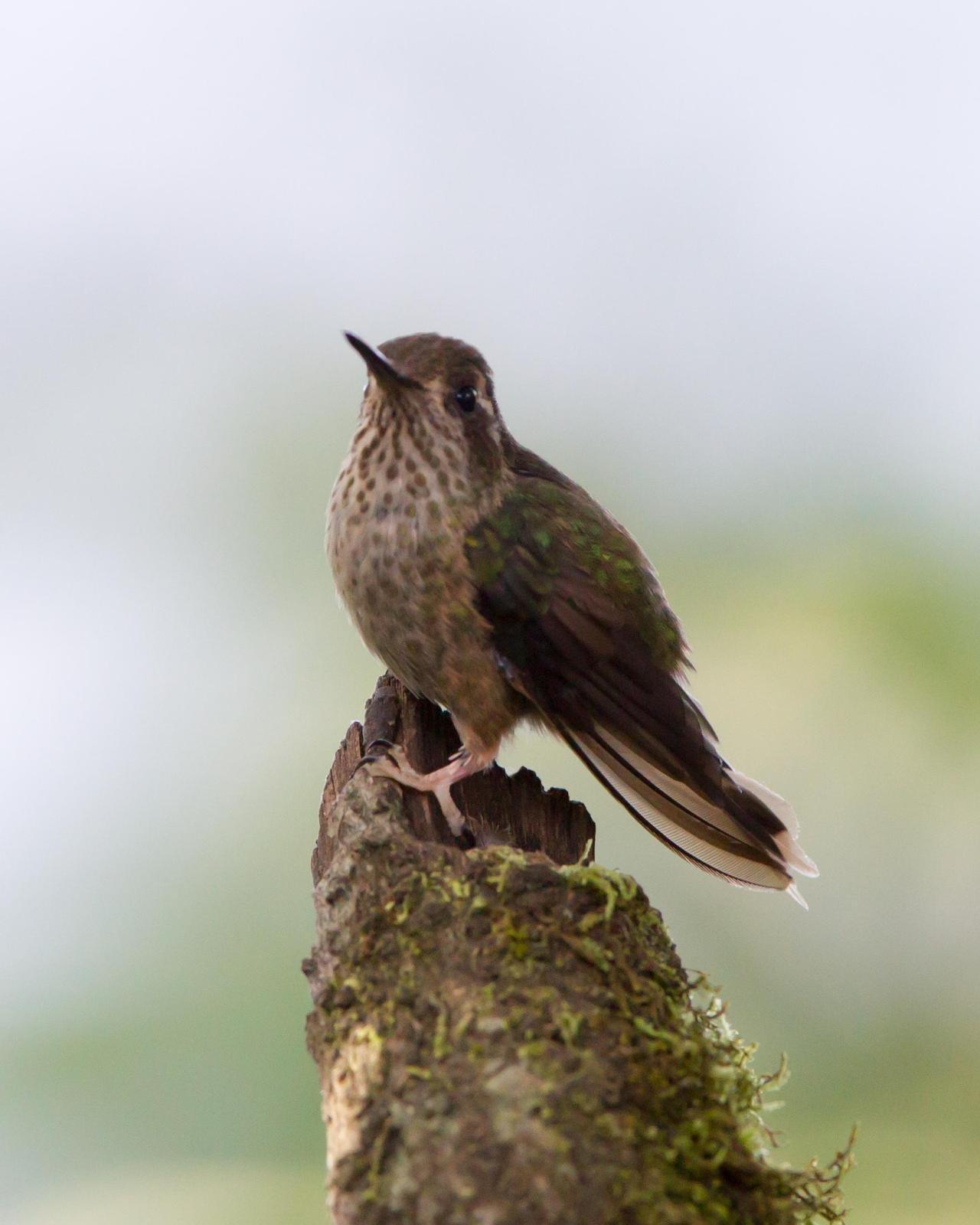 Speckled Hummingbird Photo by Kevin Berkoff