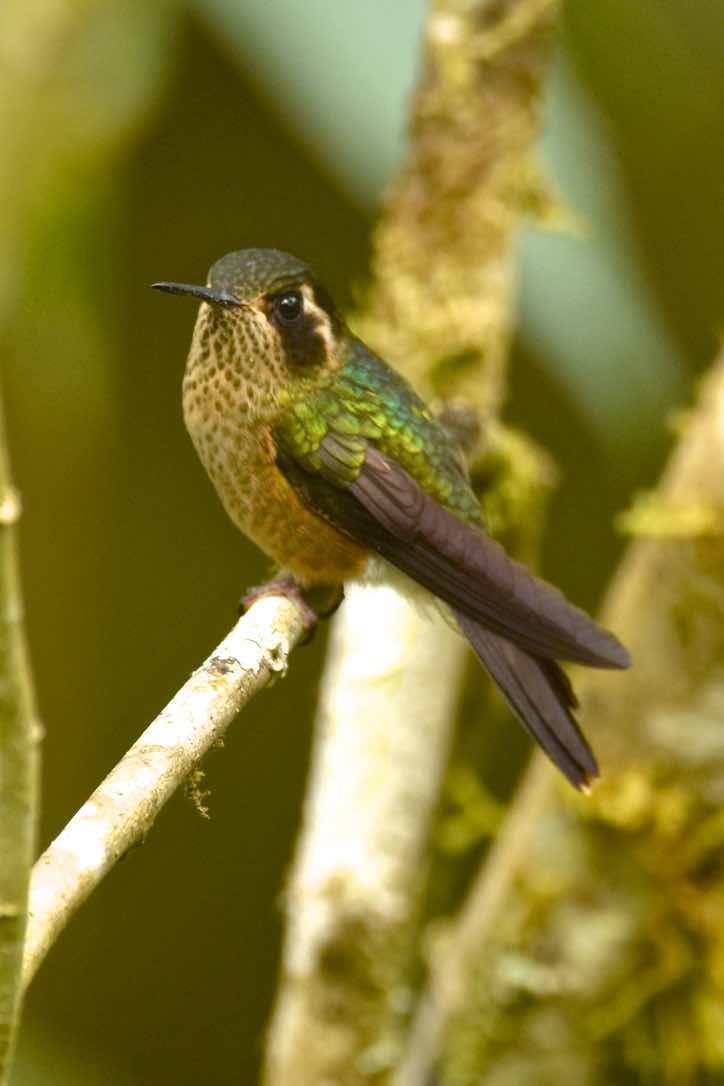 Speckled Hummingbird Photo by Andrew Pittman