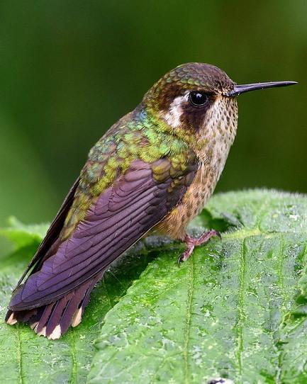 Speckled Hummingbird Photo by Carl Milliken
