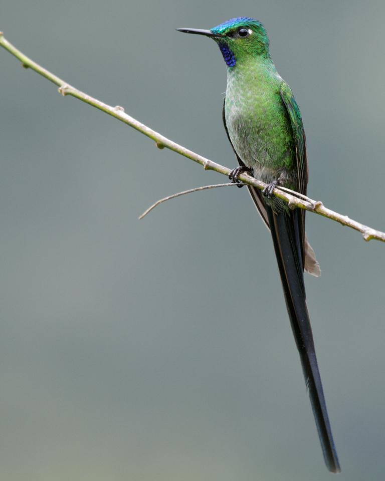 Long-tailed Sylph Photo by Nick Athanas