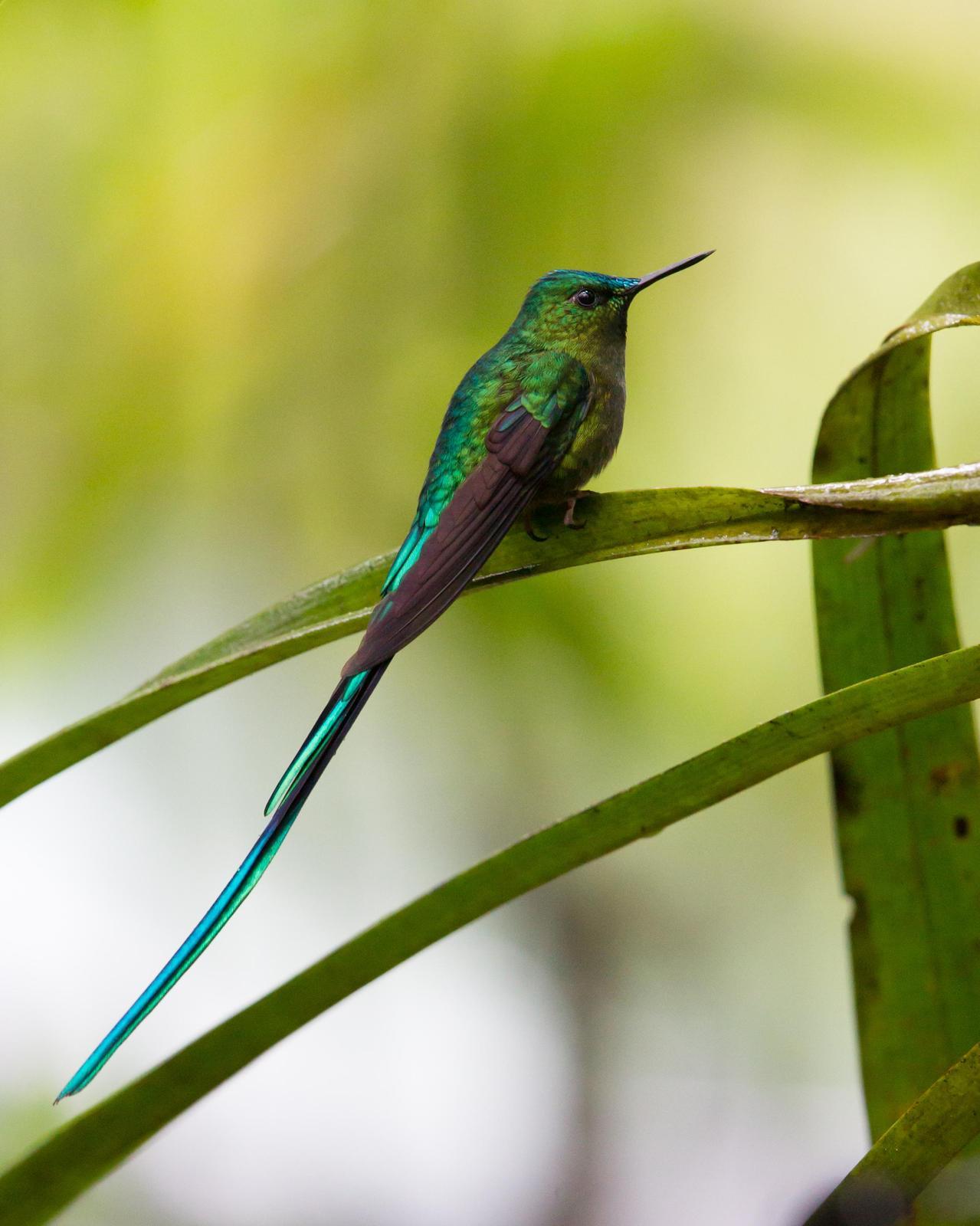 Long-tailed Sylph Photo by Kevin Berkoff