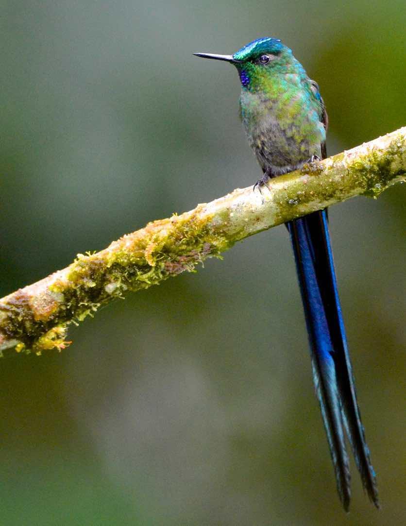 Long-tailed Sylph Photo by Andrew Pittman
