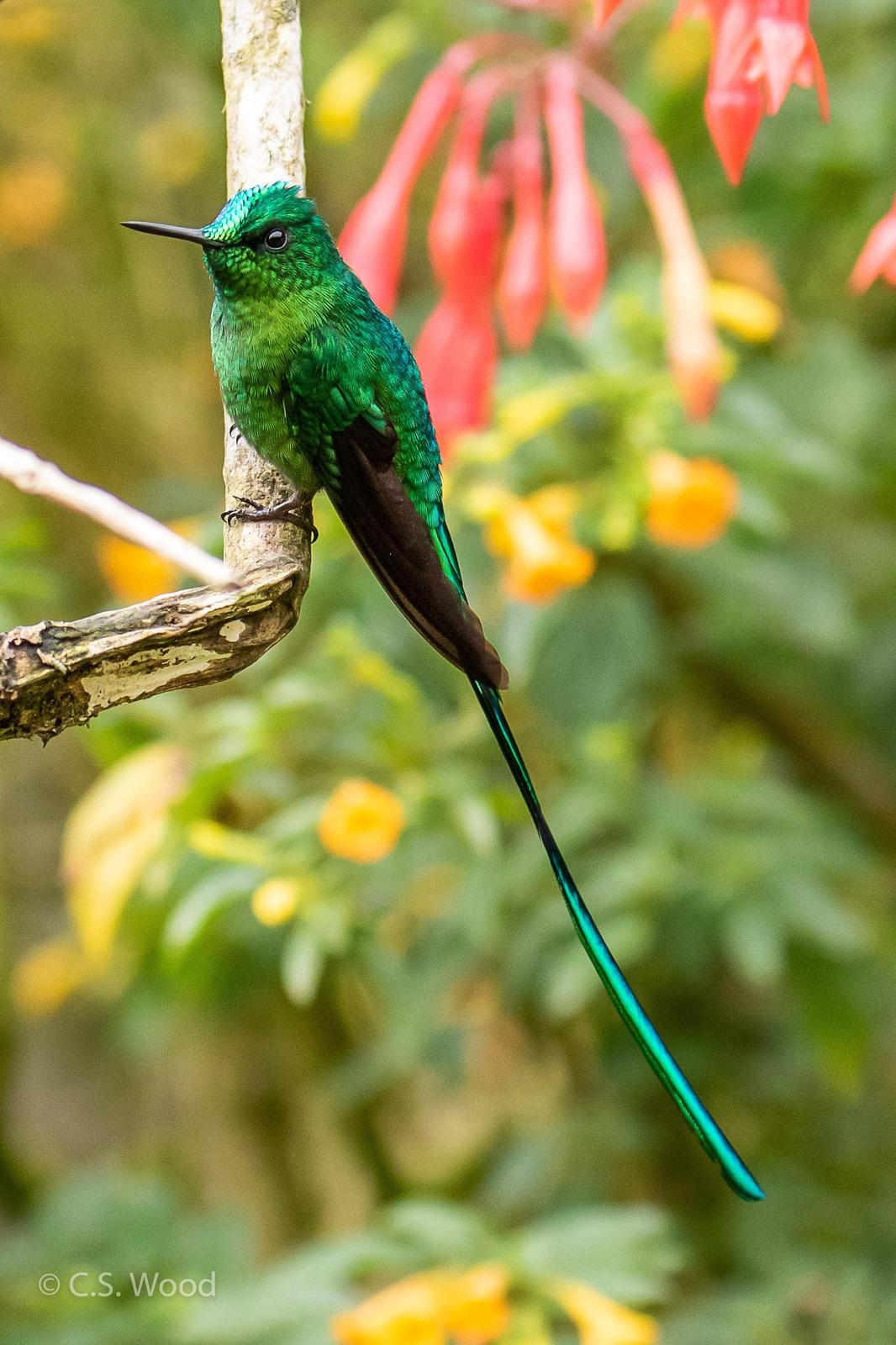Long-tailed Sylph Photo by Chris Wood