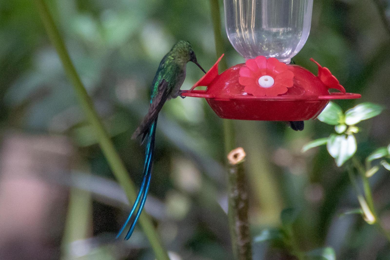 Long-tailed Sylph Photo by Gerald Hoekstra