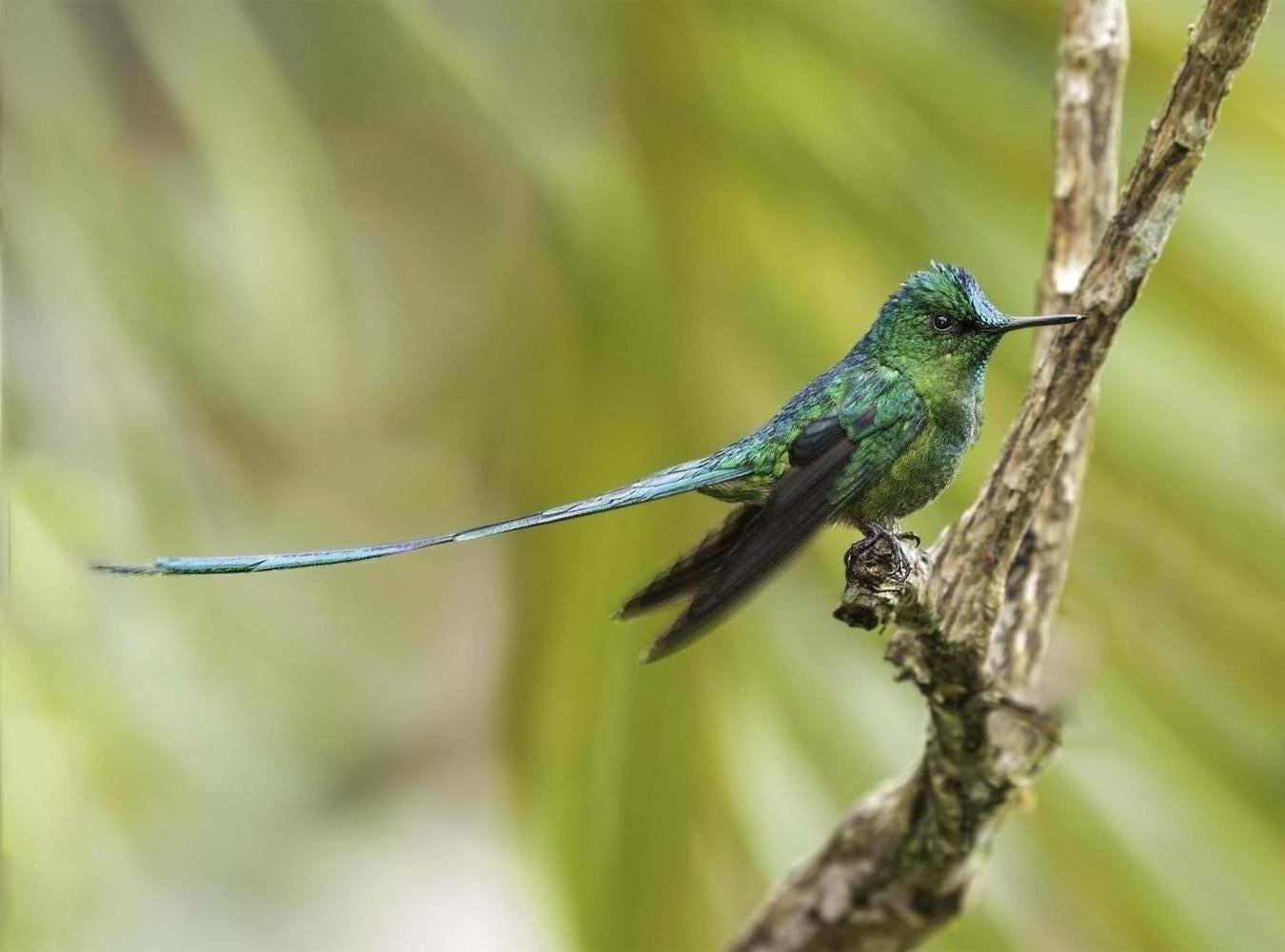 Long-tailed Sylph Photo by William Ervin