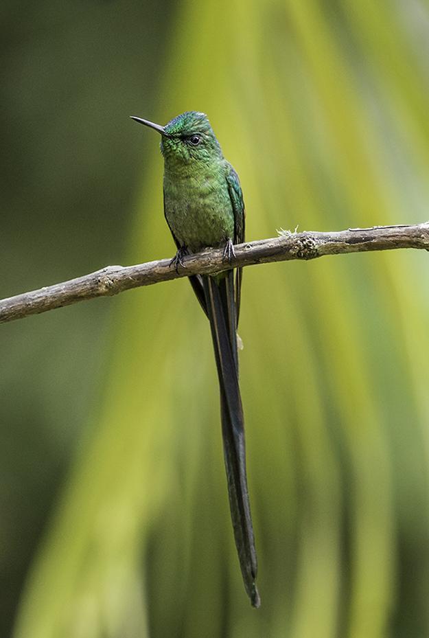 Long-tailed Sylph Photo by William Ervin