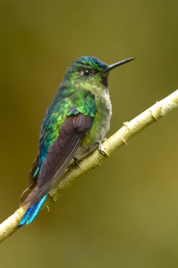 Long-tailed Sylph Photo by Andrew Pittman