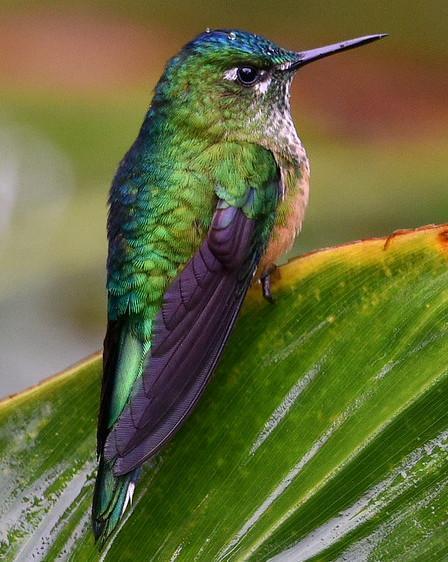 Long-tailed Sylph Photo by Carl Milliken