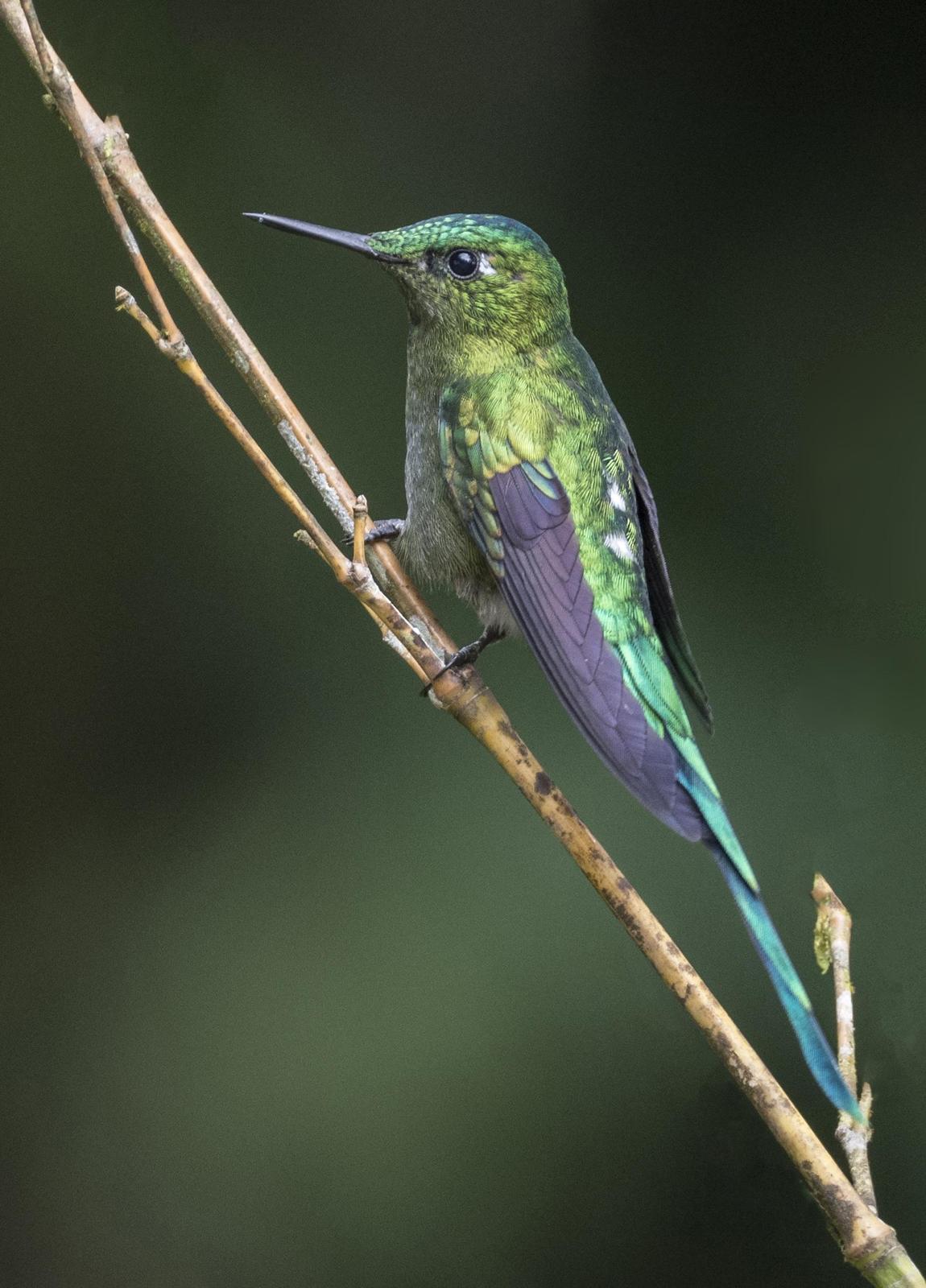 Long-tailed Sylph Photo by Mike Liskay