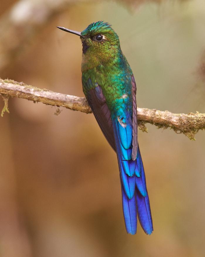 Violet-tailed Sylph Photo by Chris Fagyal