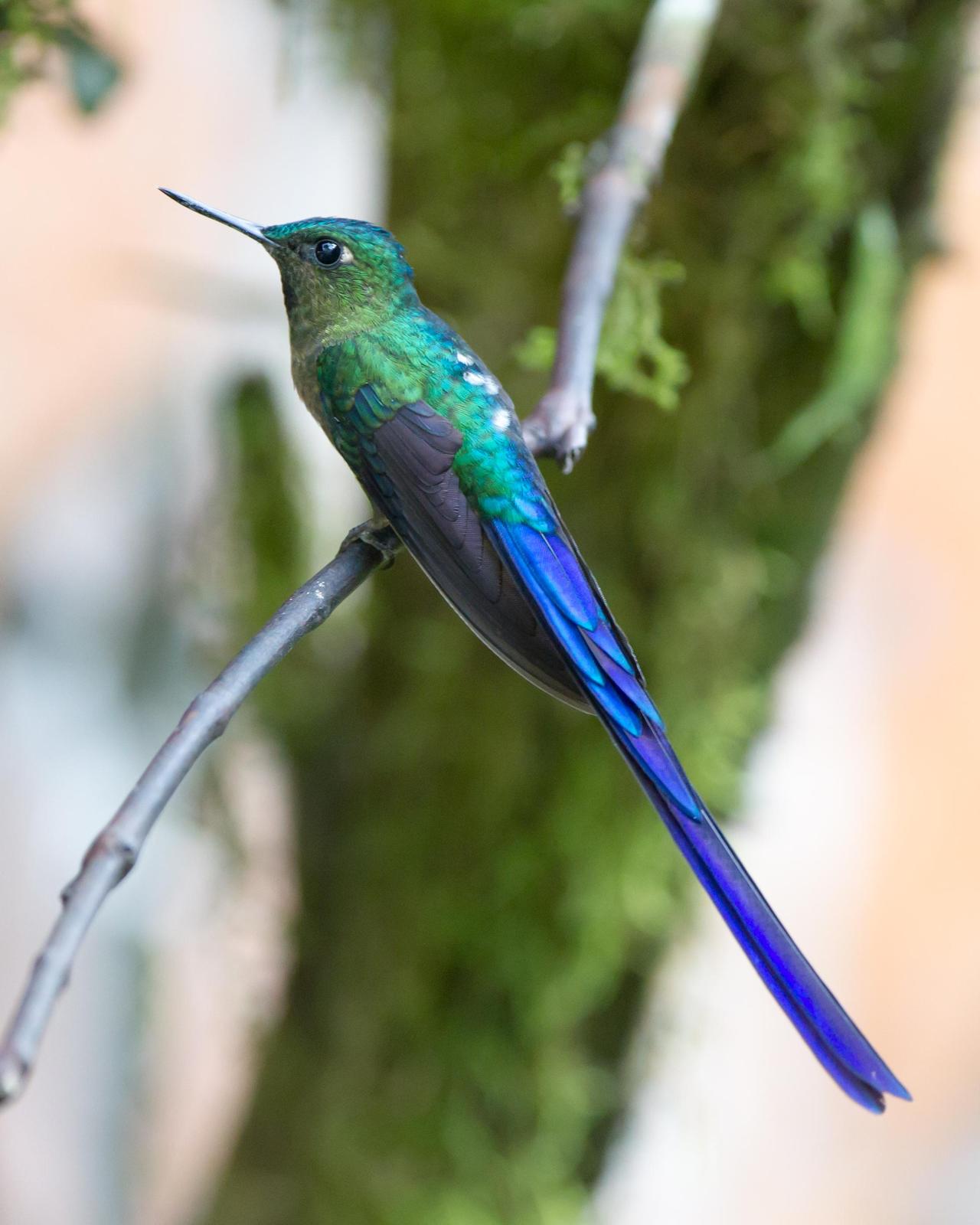 Violet-tailed Sylph Photo by Kevin Berkoff