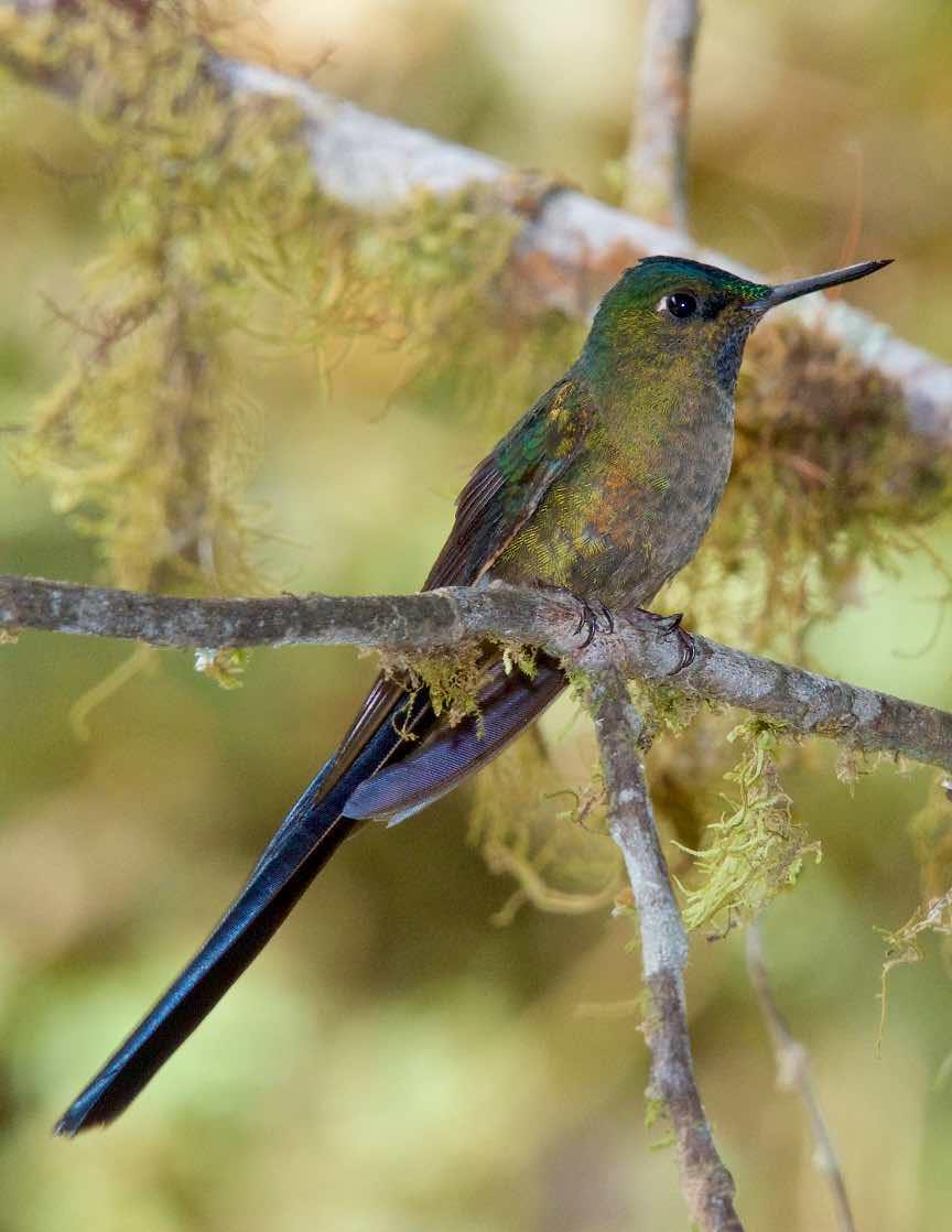 Violet-tailed Sylph Photo by Andrew Pittman