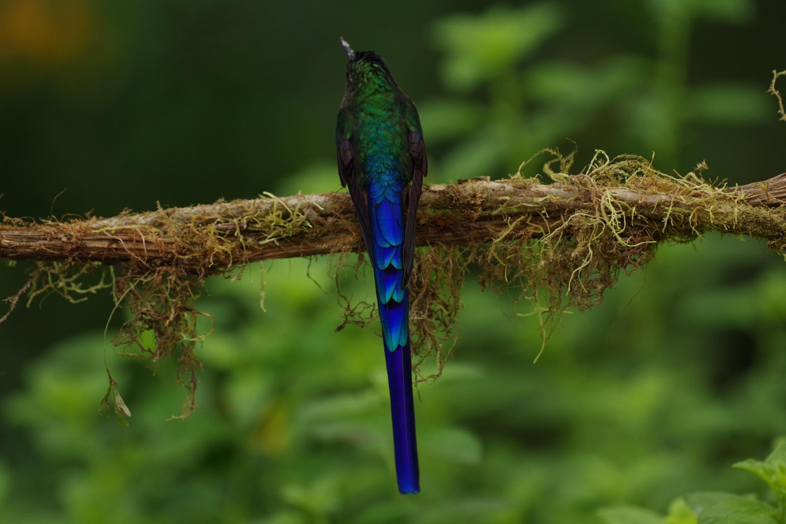 Violet-tailed Sylph Photo by Kent  Anderson