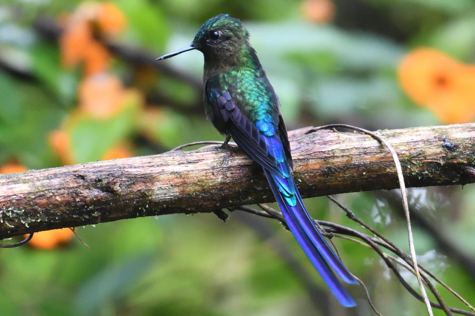 Violet-tailed Sylph Photo by Ann Doty