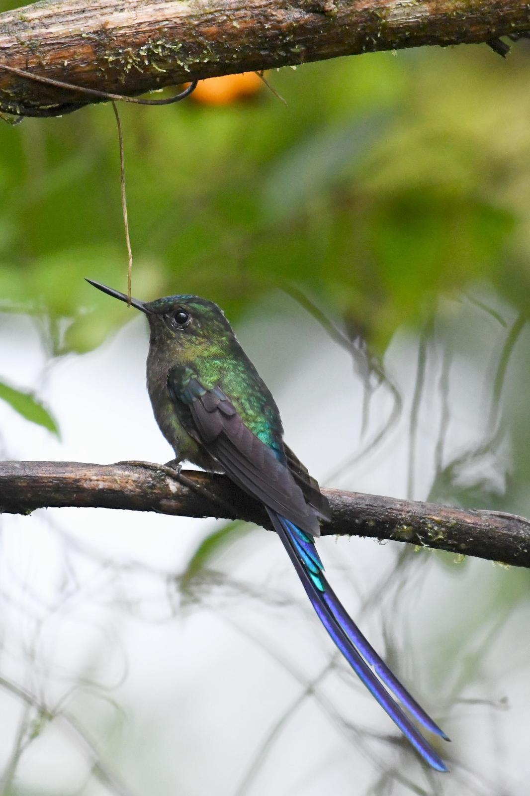Violet-tailed Sylph Photo by Ann Doty