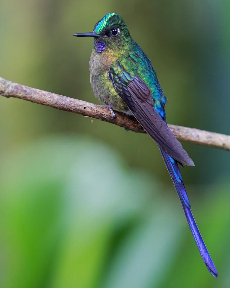 Violet-tailed Sylph Photo by Nick Athanas