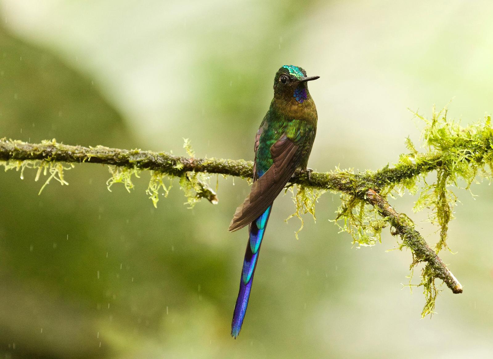 Violet-tailed Sylph Photo by  