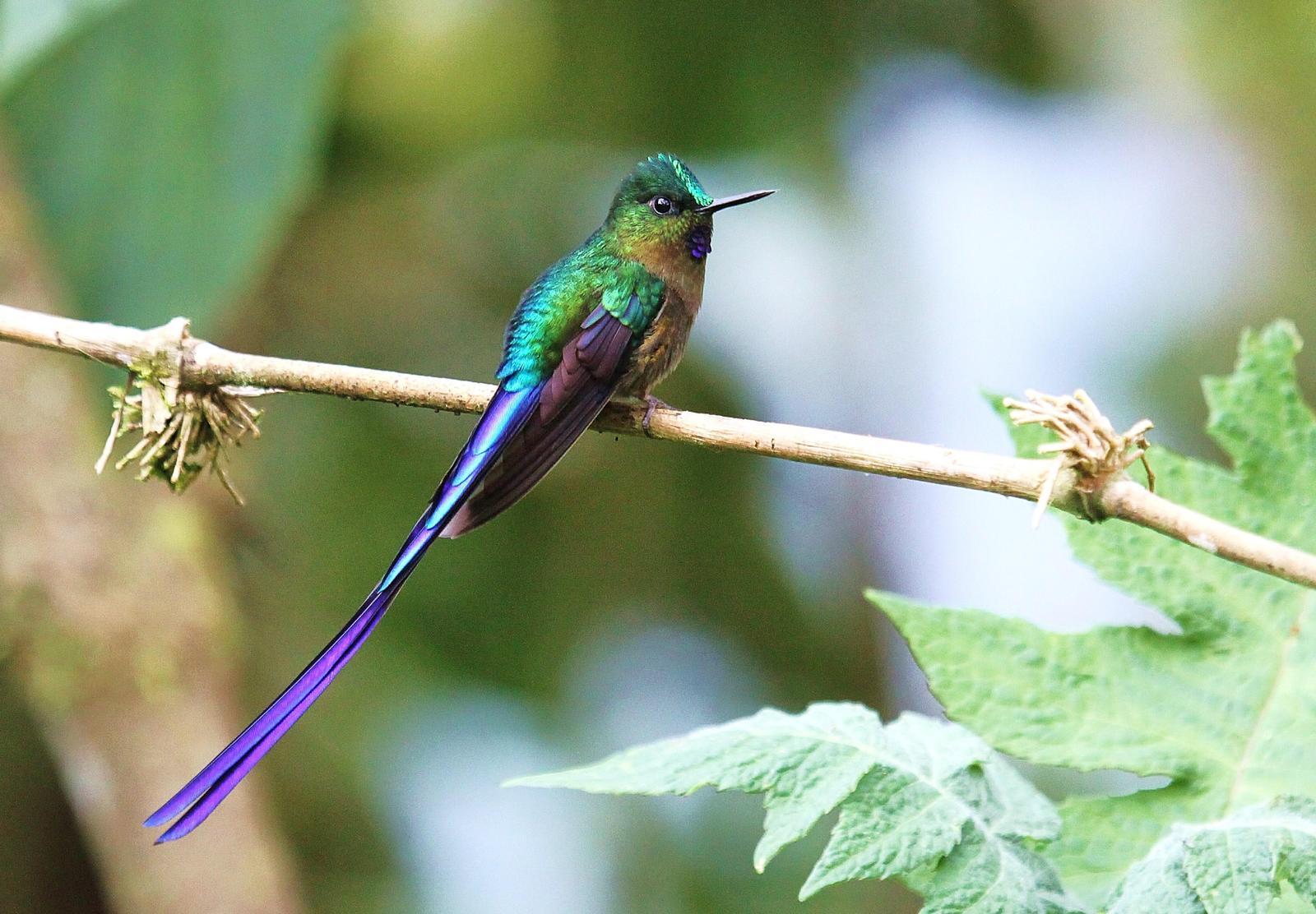 Violet-tailed Sylph Photo by Matthew McCluskey