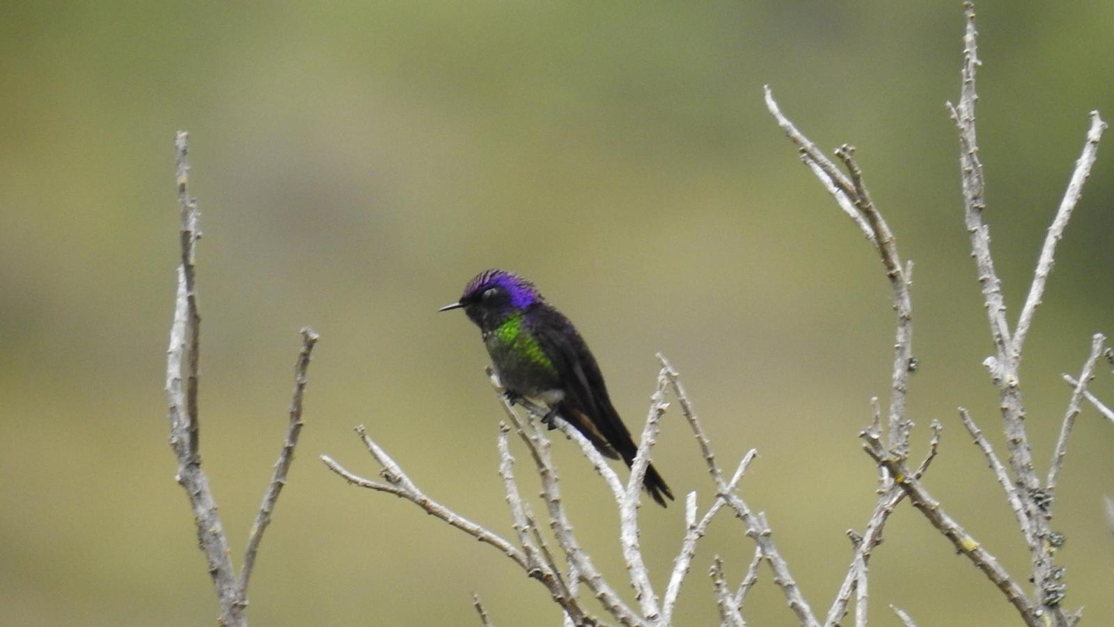 Purple-backed Thornbill Photo by Julio Delgado