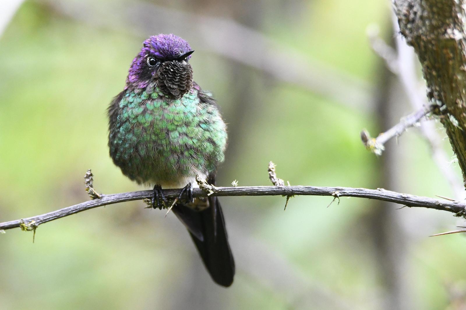 Purple-backed Thornbill Photo by Steven Liffmann