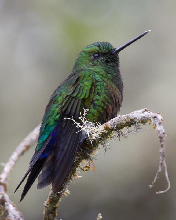 Coppery-bellied Puffleg Photo by Robert Lewis