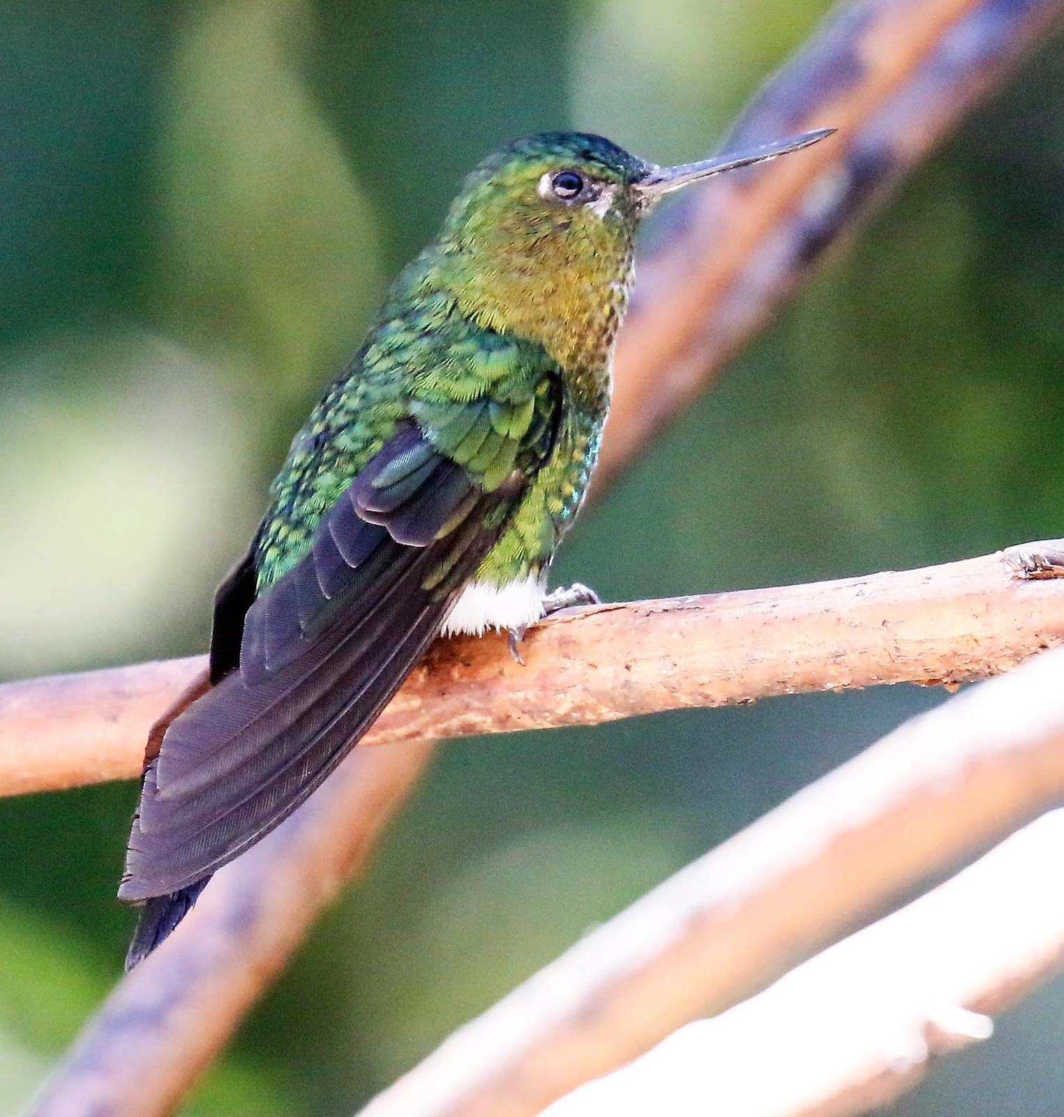 Golden-breasted Puffleg Photo by Thomas Driscoll