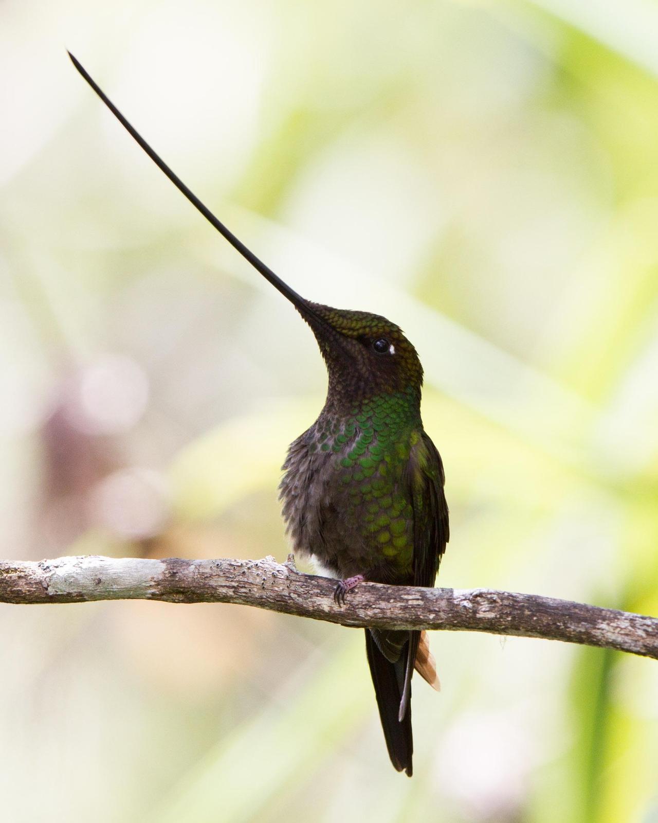 Sword-billed Hummingbird Photo by Kevin Berkoff