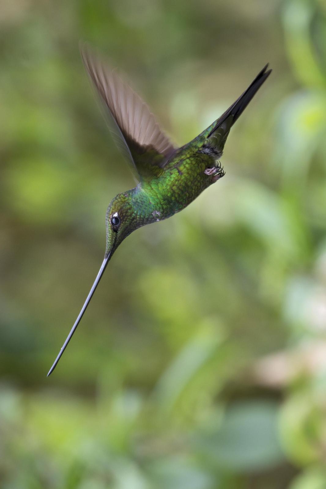 Sword-billed Hummingbird Photo by Debra Herst