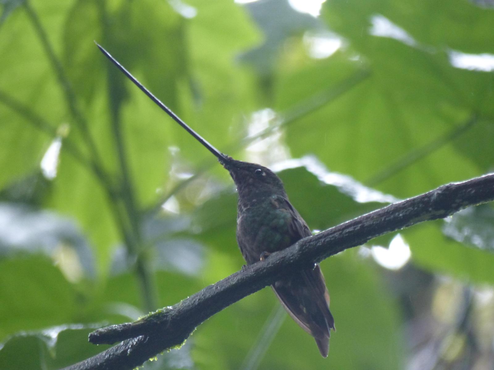 Sword-billed Hummingbird Photo by Marc Chelemer