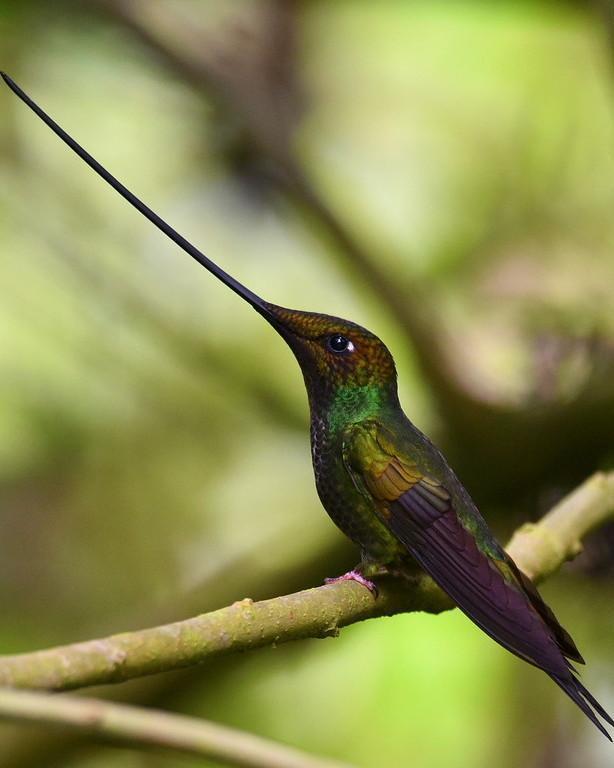 Sword-billed Hummingbird Photo by Carl Milliken