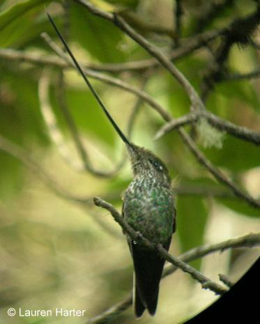 Sword-billed Hummingbird Photo by Lauren Harter