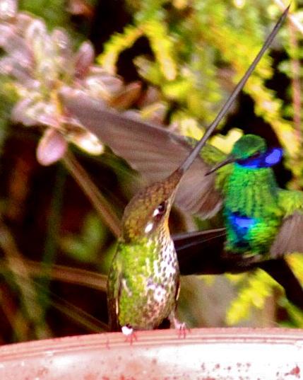 Sword-billed Hummingbird Photo by Olivier Barden