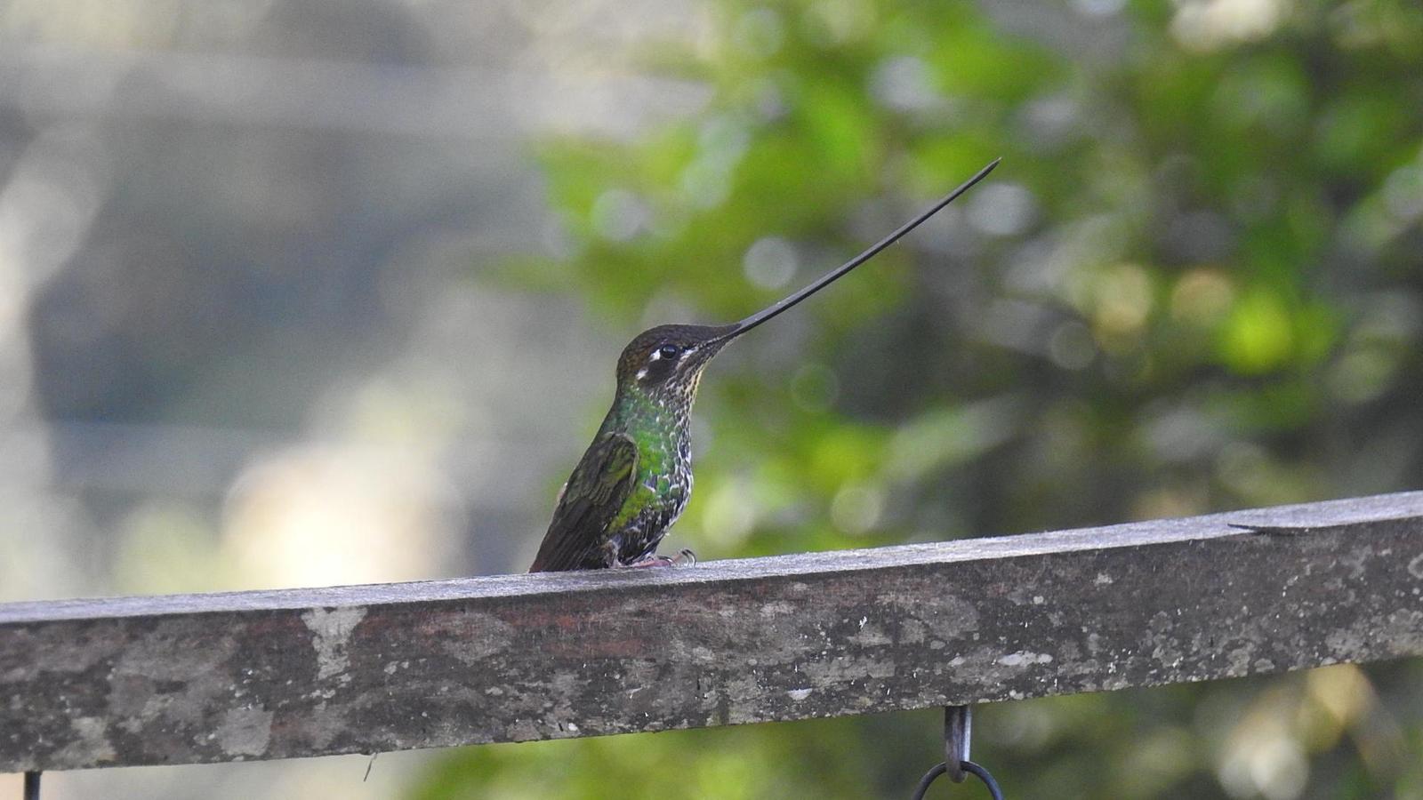 Sword-billed Hummingbird Photo by Julio Delgado