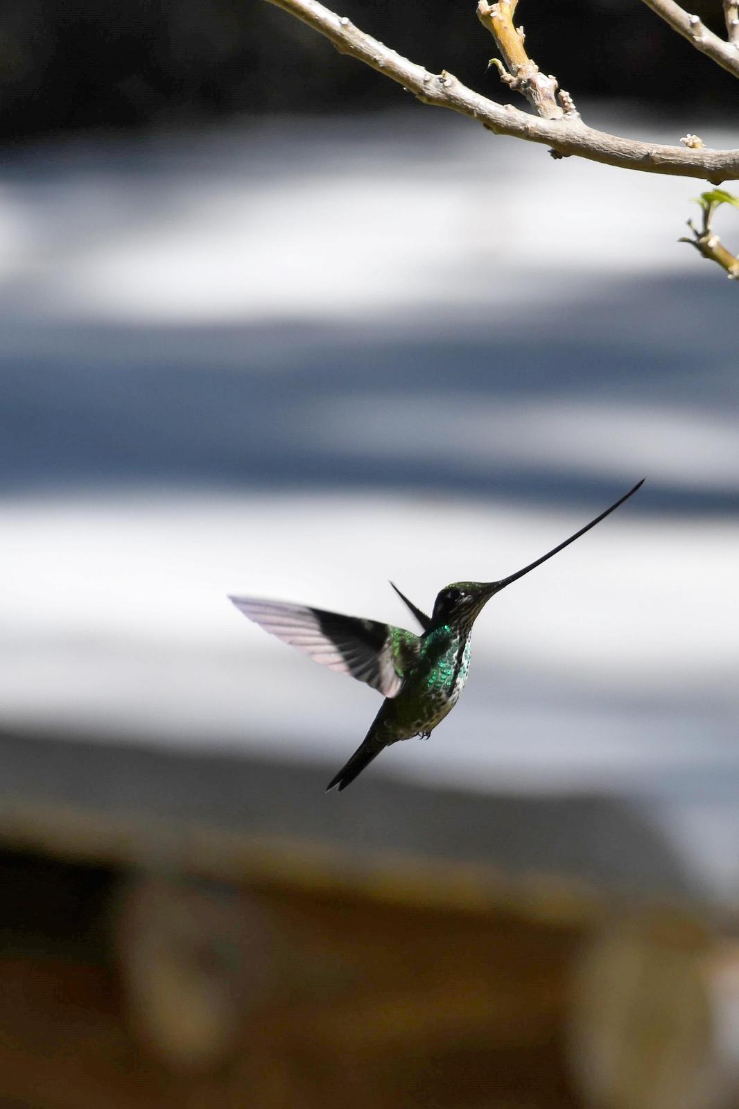 Sword-billed Hummingbird Photo by Ann Doty