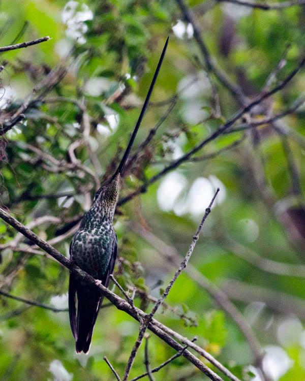 Sword-billed Hummingbird Photo by Bob Hasenick