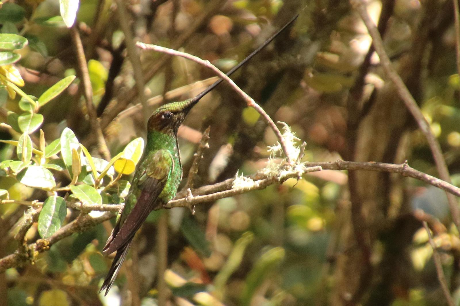Sword-billed Hummingbird Photo by Kathleen John