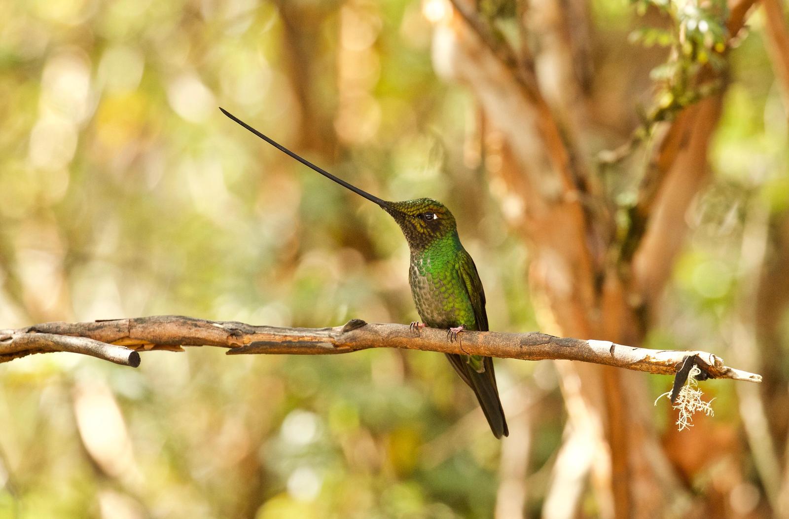 Sword-billed Hummingbird Photo by  