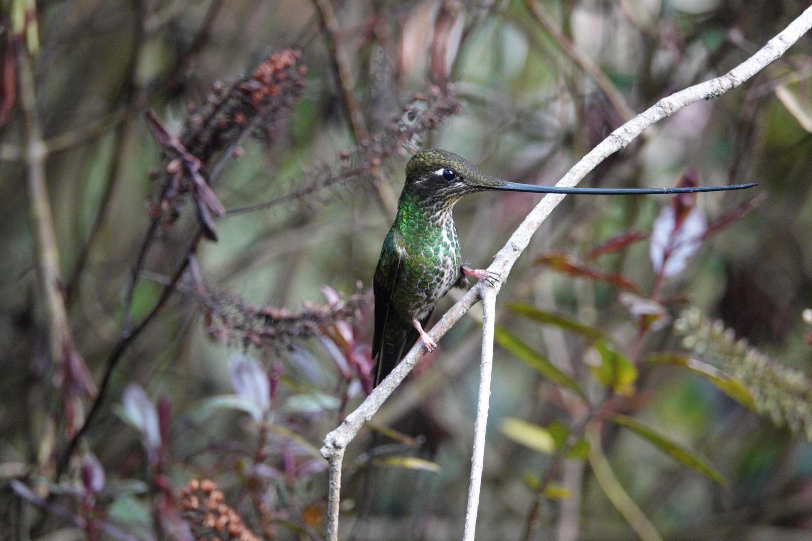 Sword-billed Hummingbird Photo by Bonnie Clarfield-Bylin