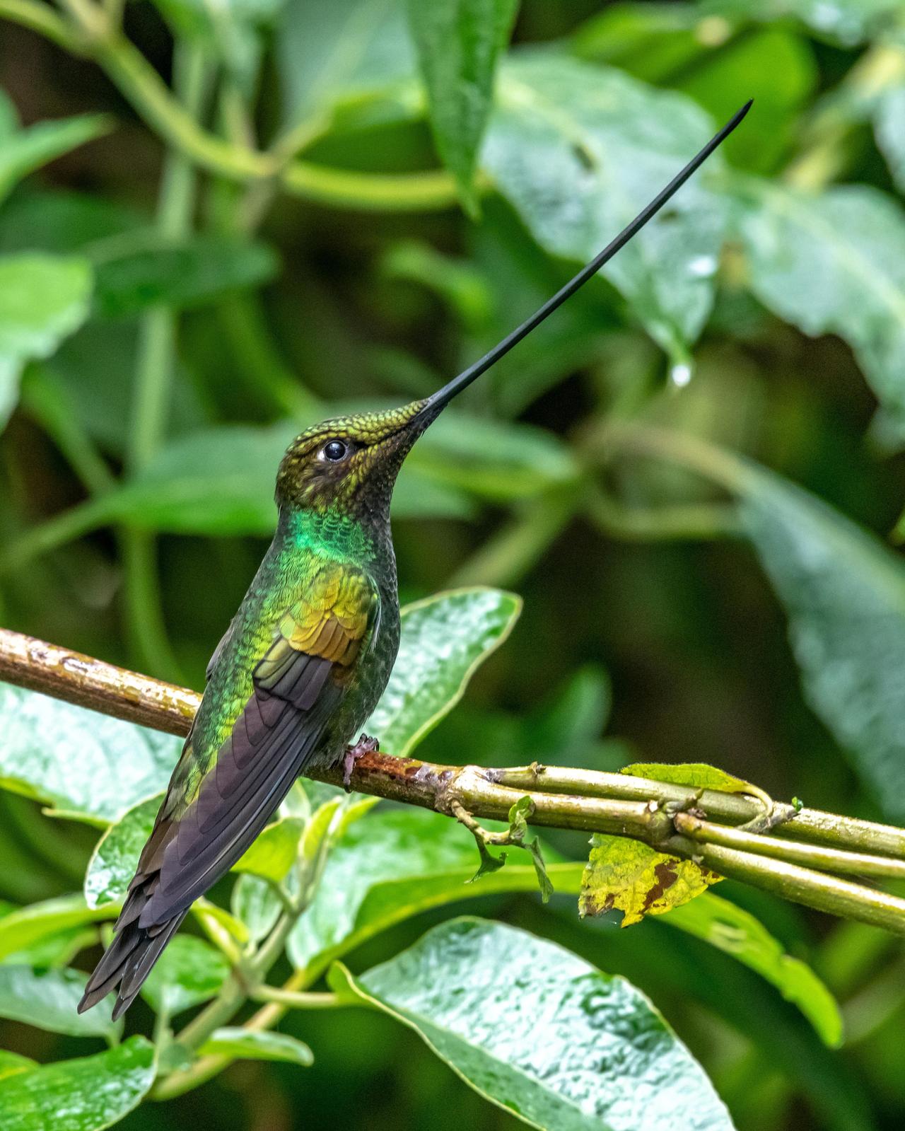 Sword-billed Hummingbird Photo by Harold Davis