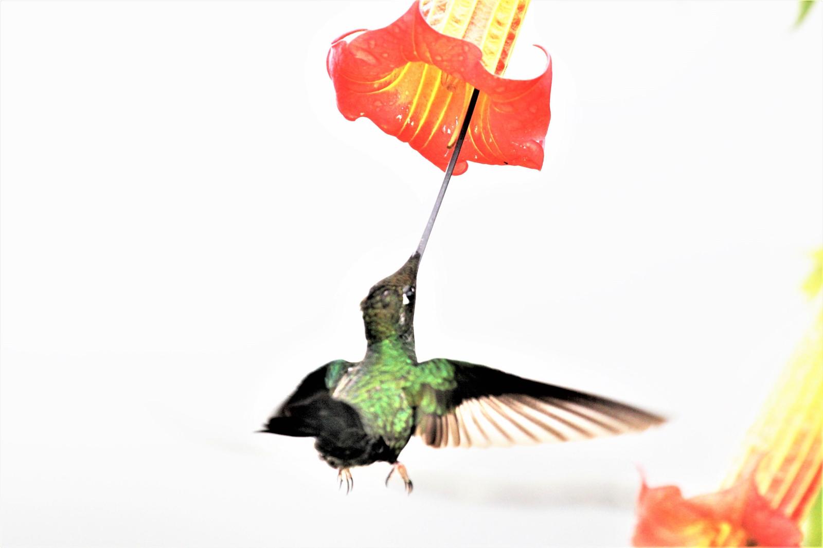 Sword-billed Hummingbird Photo by Marie Z. Gardner