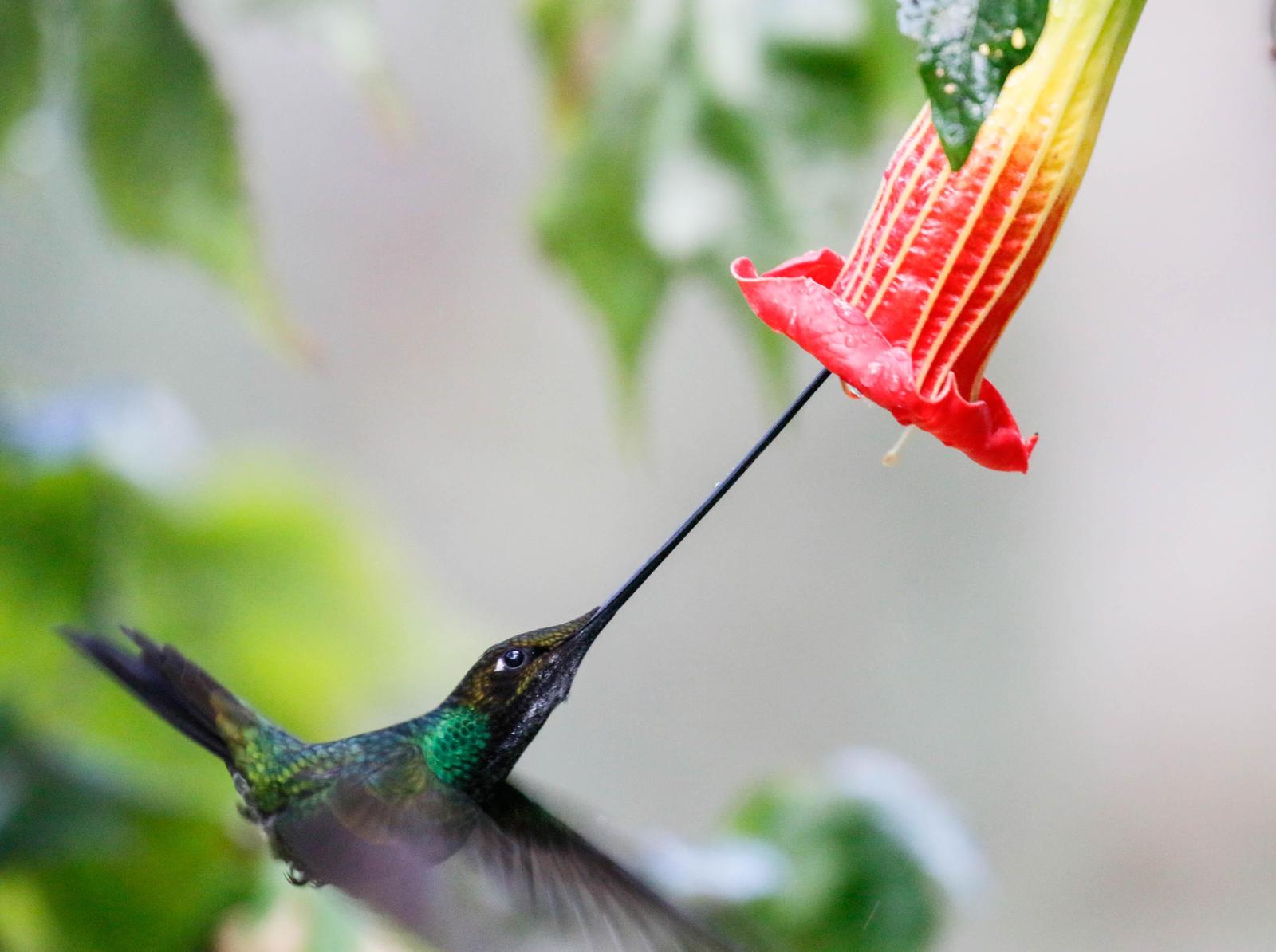 Sword-billed Hummingbird Photo by Thomas Driscoll