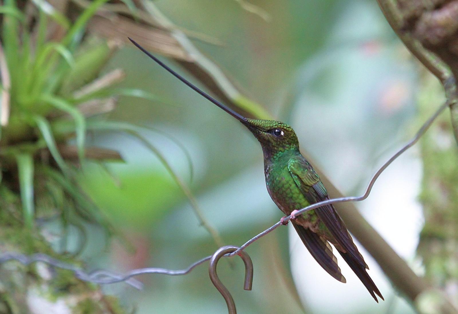 Sword-billed Hummingbird Photo by Matthew McCluskey