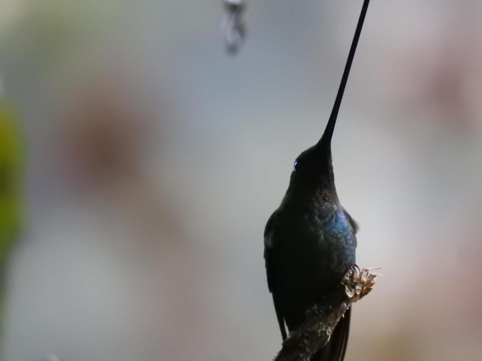 Sword-billed Hummingbird Photo by Nancy  O’Hara